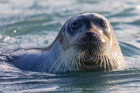 Bearded seal, Palanderbukta