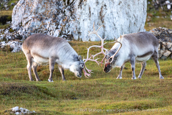 Spitsbergen Reindeer, Alkhornet