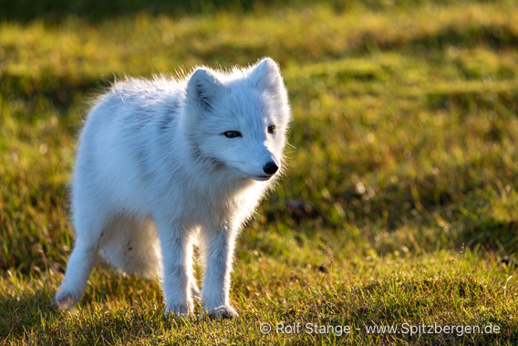 Eisfuchs, Alkhornet