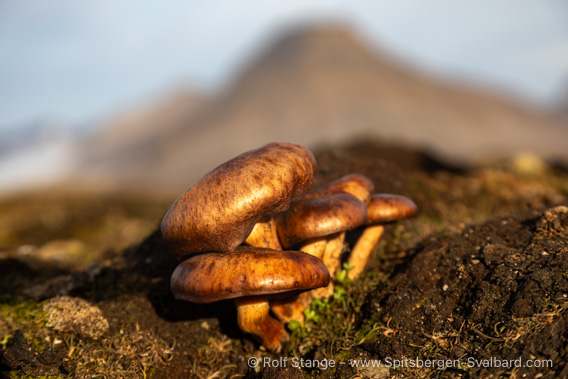 Spitsbergen, September: mushrooms