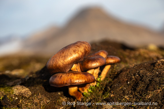 Spitsbergen, September: paddestol