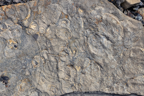 Deltaneset fossils
