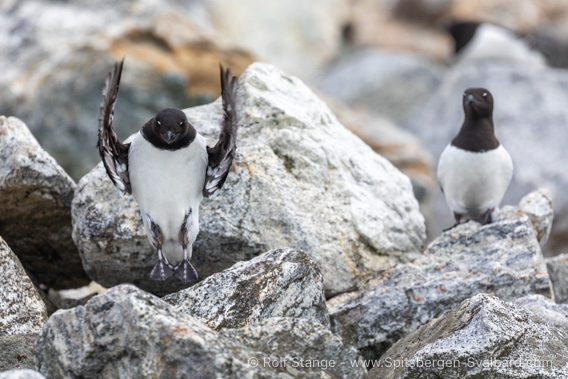 Little auks