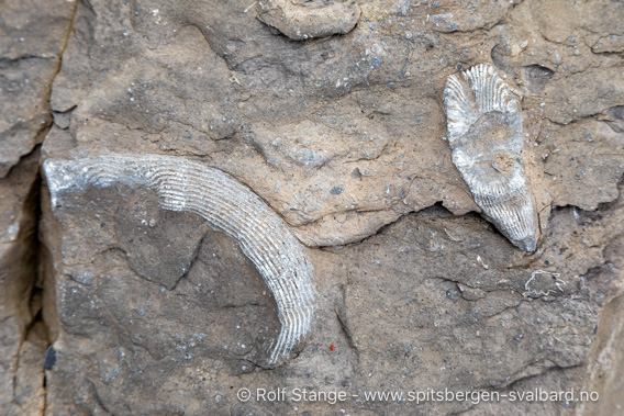 Fossile koraller, Trygghamna