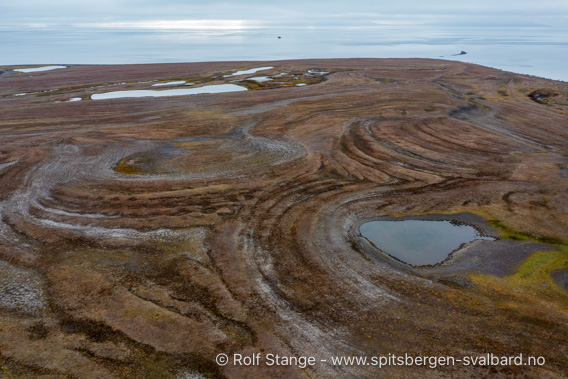 Strandvoller, Erdmannflya