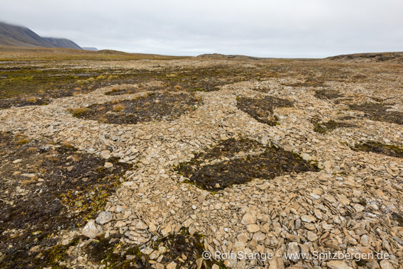 Frostmusterboden, Erdmannflya