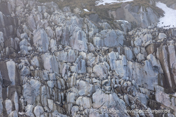Dickschnabellummen, Raudfjord