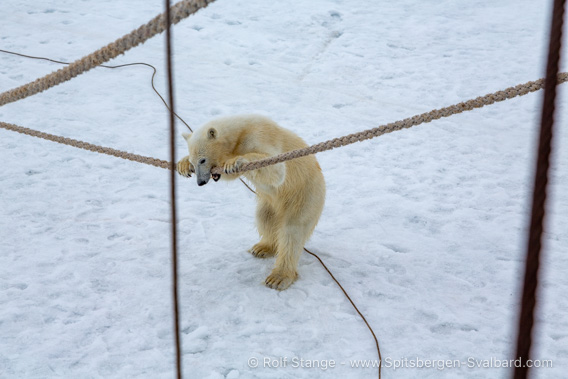 Polar bear
