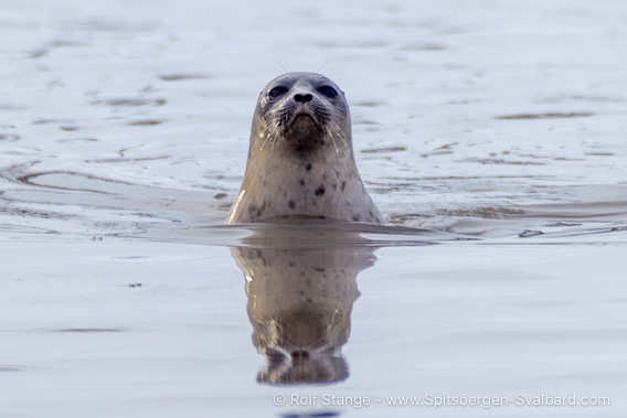 Harbour seal, Ymerbukta