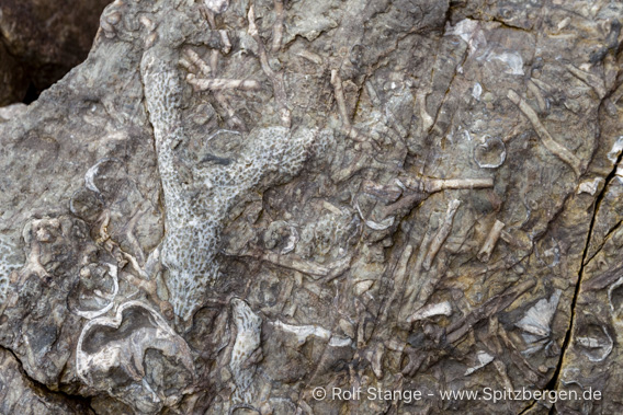 Fossilien, Ymerbukta