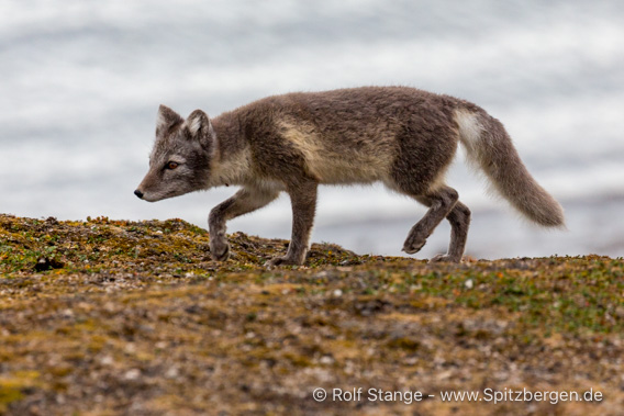 Eisfuchs, Erdmannflya