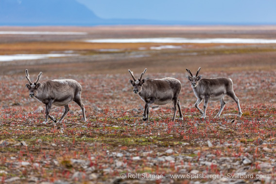Reindeer, Erdmannflya