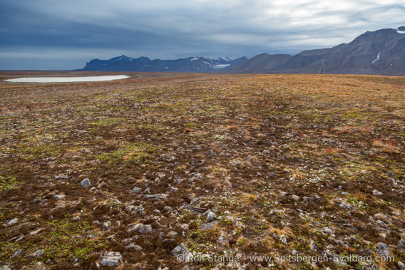 Tundra, Erdmannflya