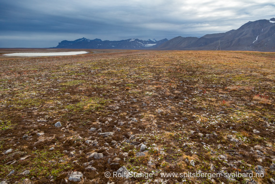 Tundra, Erdmannflya