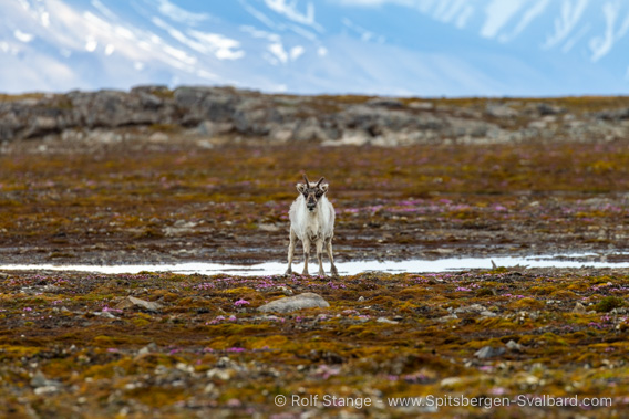 Reindeer, Erdmannflya