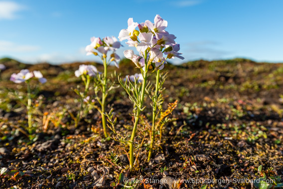 Polar cress