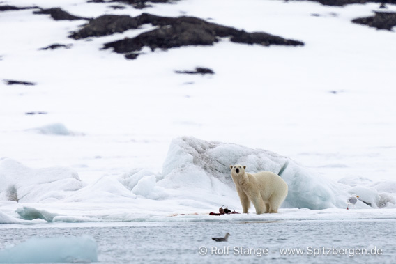 Eisbär Sveabreen