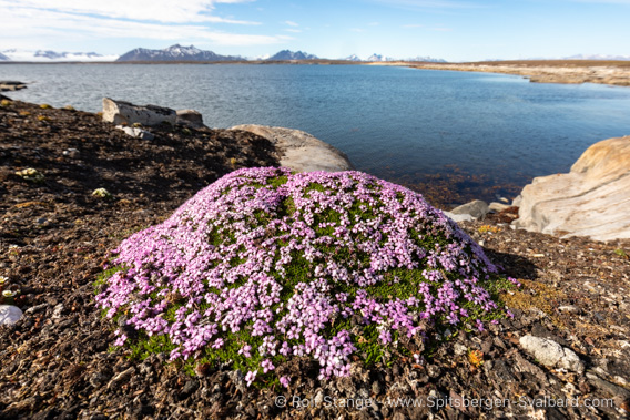 Moss campion