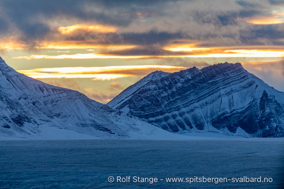 Bergarter fra triastiden, Borebreen