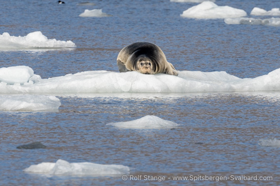 Bearded seal, Borebukta