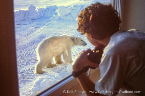 Kapp Linne, polar bear