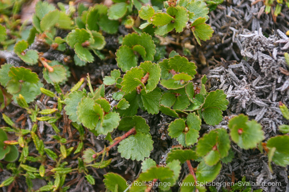 Jernsenga: dwarf birch