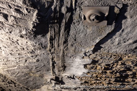 Baumfossil, Grube 7