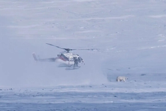 Isbjørn og helikopter