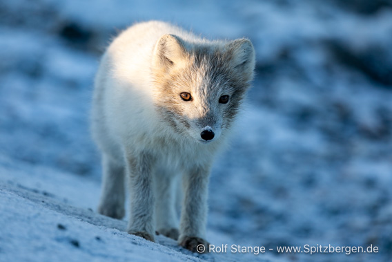 Eisfuchs