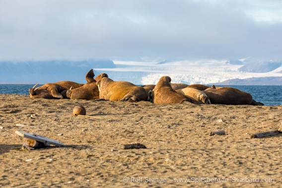 Poolepynten, Prins Karls Forland: walruses