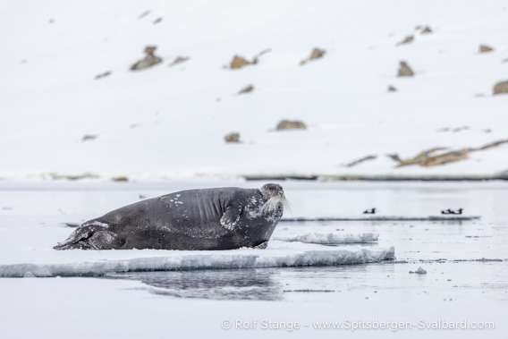 Bearded seal