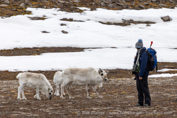 Reindeer, Billefjord