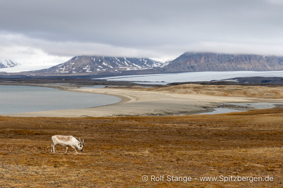 Rentier, Eidembukta